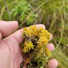 Twisted Bog-moss thumbnail 1