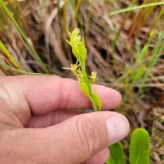 fen orchid thumbnail 4