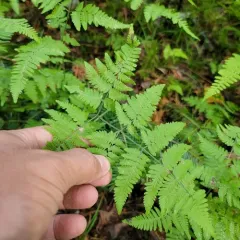 limestone oak fern thumbnail 3