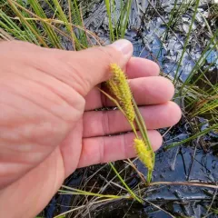 beaked sedge thumbnail 4