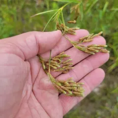 nodding bulrush thumbnail 4