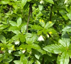 Exobasidium burtii thumbnail 2
