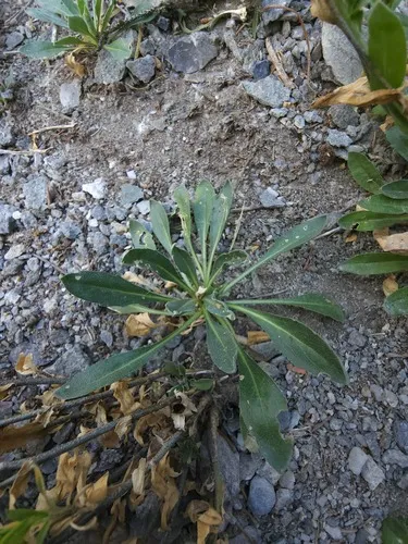 Québec Rockcress
