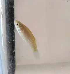 Mummichog thumbnail 2