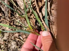 Blue Sedge thumbnail 1