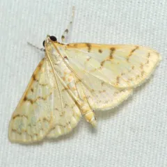 Ironweed Root Moth thumbnail 2