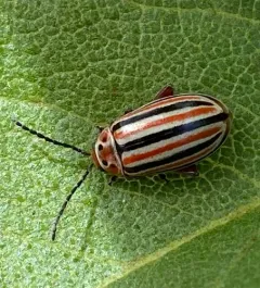 Disonycha punctigera thumbnail 2