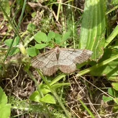 Brown-bordered Geometer Moth thumbnail 4
