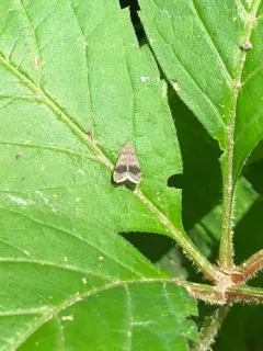 Anacampsis fragariella thumbnail 4