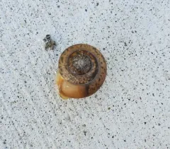 White-lip Globe Snail thumbnail 2
