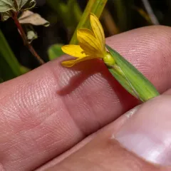 Golden-eyed Grass thumbnail 4