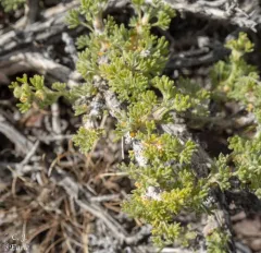 Bud Sagebrush thumbnail 3