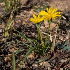 alpine lake false-dandelion thumbnail 2