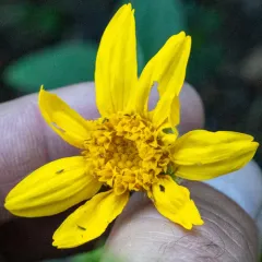 Sierra arnica thumbnail 2