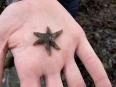 Alaskan Six-rayed Star thumbnail 1