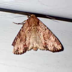 Wood-colored Apamea Moth thumbnail 2