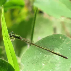 Sedge Sprite thumbnail 4