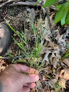 Wilcox's Panicgrass thumbnail 2