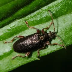 Shoemaker's reed beetle thumbnail 3