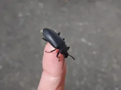 Giant Mealworm Beetle thumbnail 2