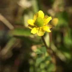 Alkali Buttercup thumbnail 2