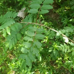 showy mountain-ash thumbnail 2