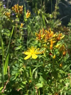 Imperforate St John's-wort thumbnail 2