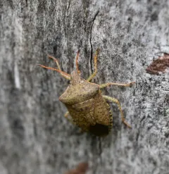 Consperse Stink Bug thumbnail 2