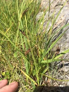 swinging sedge thumbnail 2