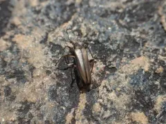 Cephaloon ungulare thumbnail 2