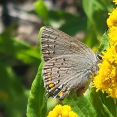 California Hairstreak thumbnail 3