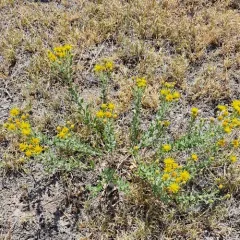 Harsh False Goldenaster thumbnail 4