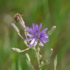 common blue lettuce thumbnail 3