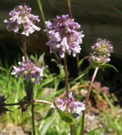 Washington Beardtongue thumbnail 4