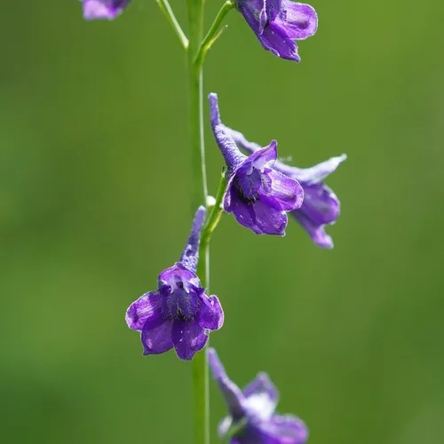 Sierra larkspur