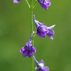 Sierra larkspur thumbnail 1