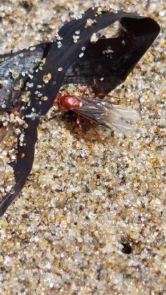 Curious Mound Ant thumbnail 1