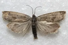 Hystrichophora asphodelana thumbnail 2