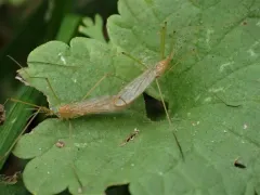 Atarba picticornis thumbnail 2