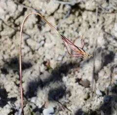Greenland Primrose thumbnail 3