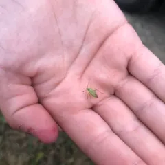 Potato Mirid thumbnail 4
