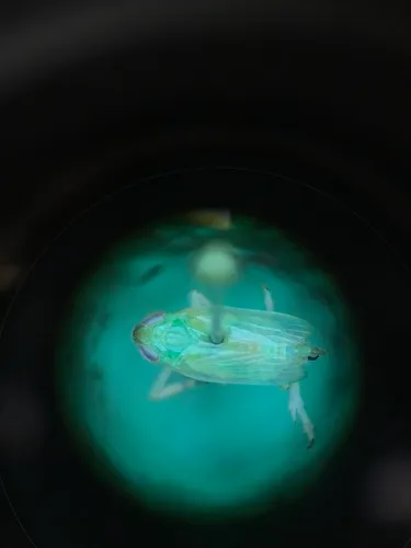 Pentagramma vittatifrons