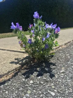 purple viper's-bugloss thumbnail 4