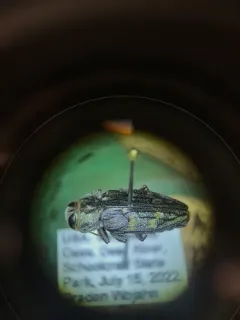 Chrysobothris rugosiceps thumbnail 2