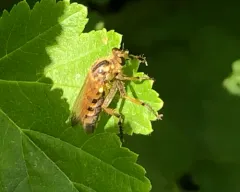 Callinicus pollenius thumbnail 4