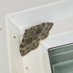 Entephria multivagata thumbnail 2