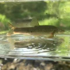 Longnose Dace thumbnail 4