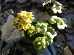 Wright's Golden-saxifrage thumbnail 2