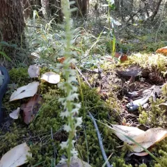 Flat Spurred Piperia thumbnail 4