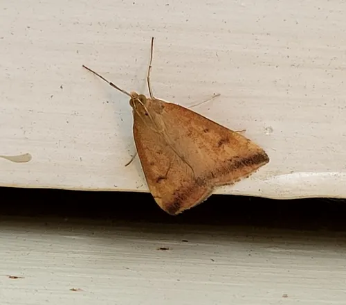 Sociable Pyrausta Moth